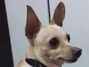 Cachorro raça Pinscher idade 6 ou mais anos nome Bridgite