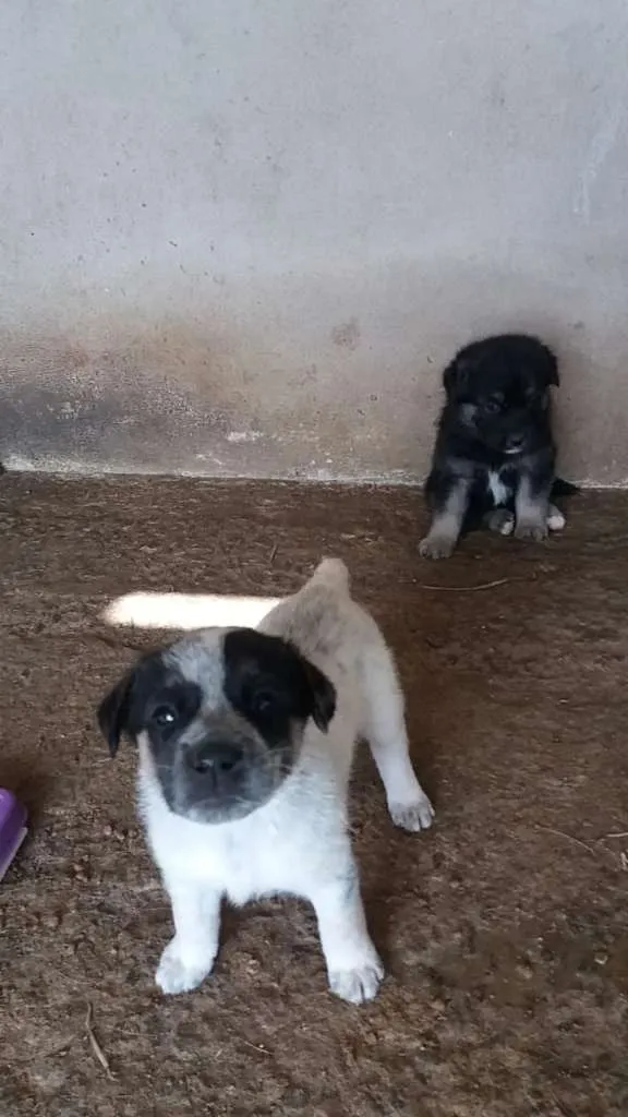 Cachorro ra a mestiço - mãe pastor Maremano idade Abaixo de 2 meses nome sem nome