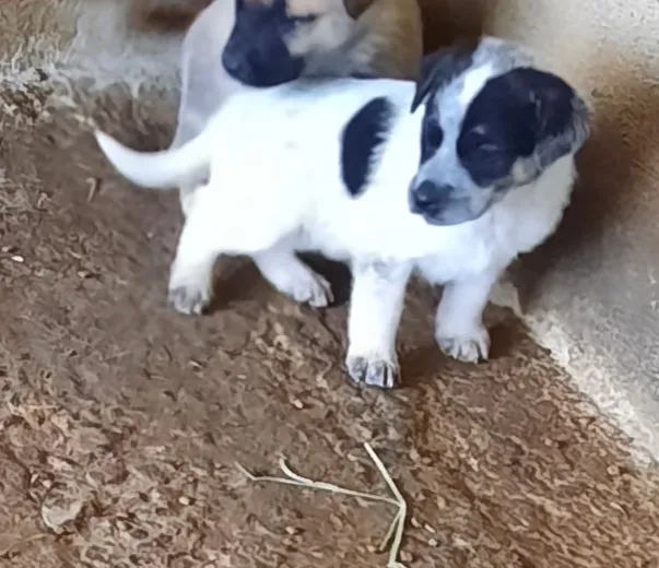 Cachorro ra a mestiço - mãe pastor Maremano idade Abaixo de 2 meses nome sem nome