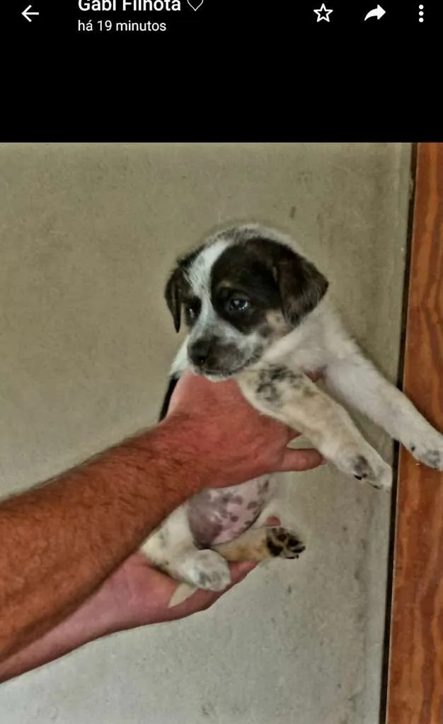 Cachorro ra a mestiço - mãe pastor Maremano idade Abaixo de 2 meses nome sem nome
