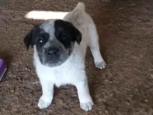 Cachorro raça mestiço - mãe pastor Maremano idade Abaixo de 2 meses nome sem nome