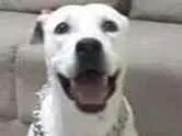 Cachorro raça Pitbull  idade 4 anos nome Cinderela
