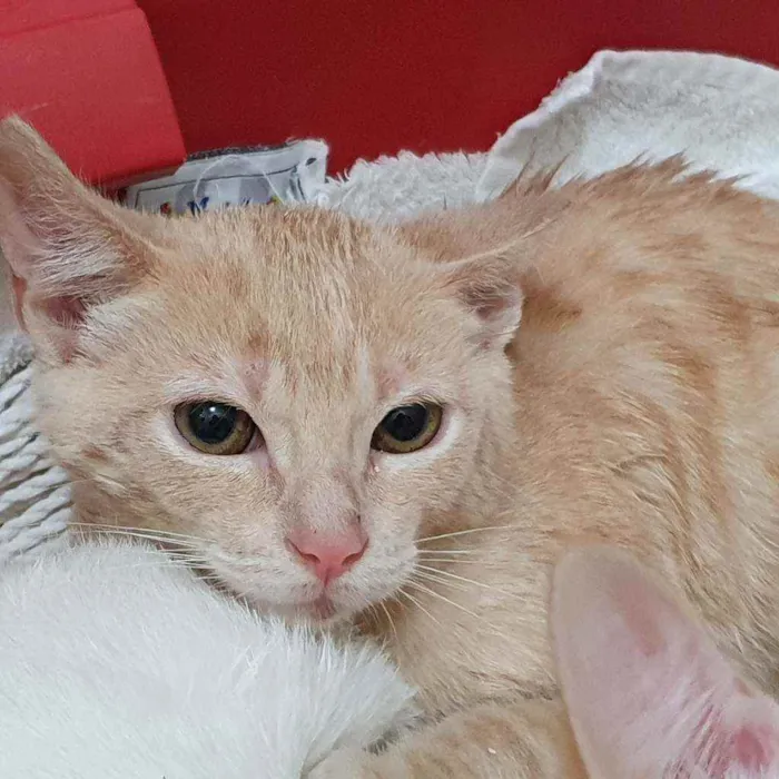 Gato ra a SRD idade  nome PIETRO LARANJA 