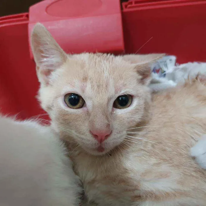 Gato ra a SRD idade  nome PIETRO LARANJA 