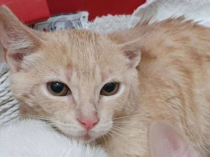 Gato ra a SRD idade  nome PIETRO LARANJA 