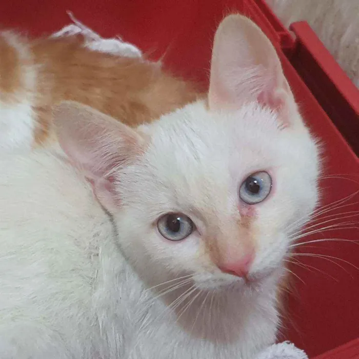 Gato ra a SRD idade 2 a 6 meses nome LEO REDPOINT 