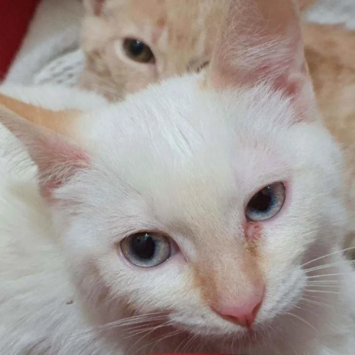 Gato ra a SRD idade 2 a 6 meses nome LEO REDPOINT 