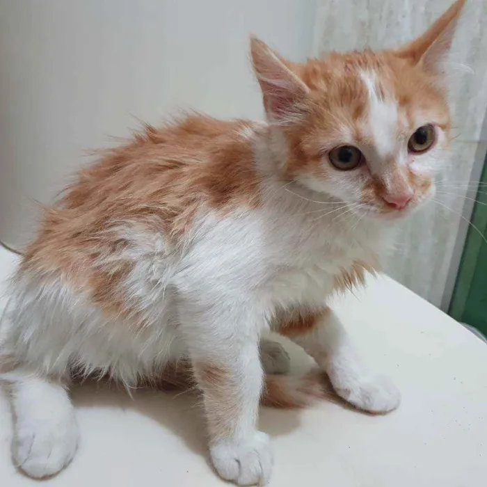 Gato ra a SRD idade  nome LICO LECO