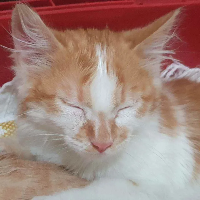 Gato ra a SRD idade  nome LICO LECO