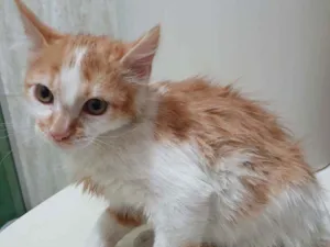 Gato raça SRD idade  nome LICO LECO