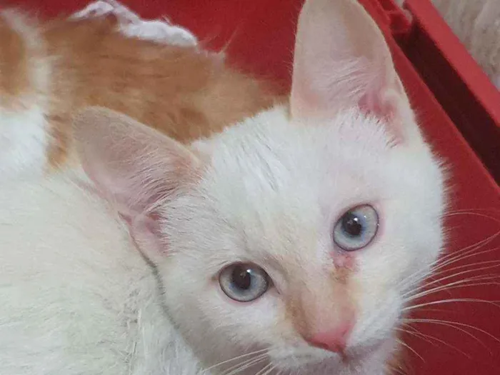 Gato ra a SRD idade 2 a 6 meses nome LEO REDPOINT 