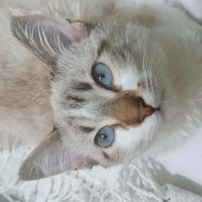 Gato ra a SRD idade  nome PABLO MIX