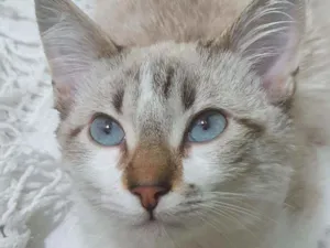 Gato raça SRD idade  nome PABLO MIX