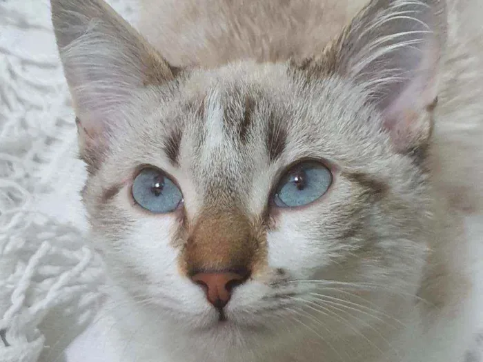 Gato ra a SRD idade  nome PABLO MIX