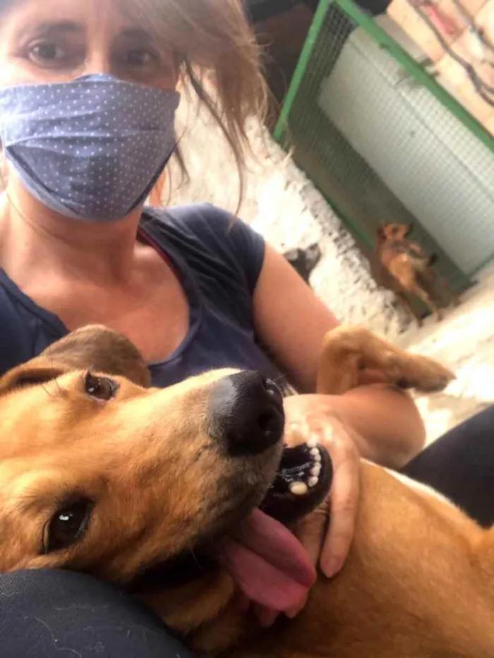 Cachorro ra a SRD idade 1 ano nome Caramelo