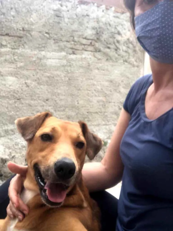 Cachorro ra a SRD idade 1 ano nome Caramelo