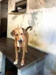 Caramelo