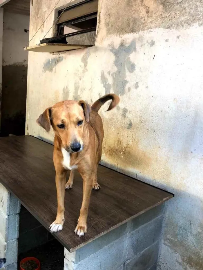 Cachorro ra a SRD idade 1 ano nome Caramelo