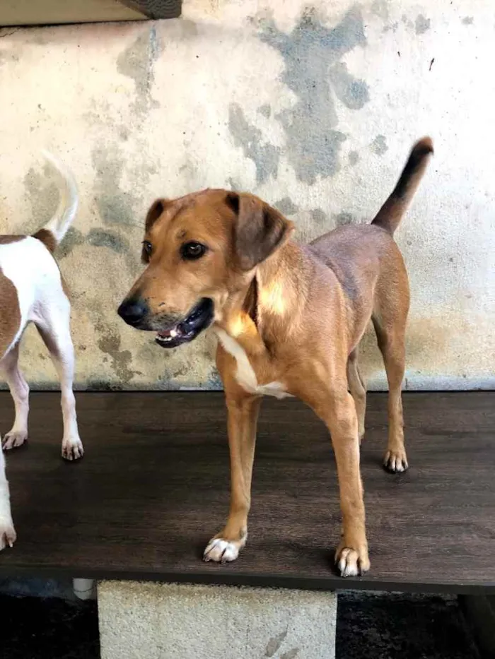 Cachorro ra a SRD idade 1 ano nome Caramelo