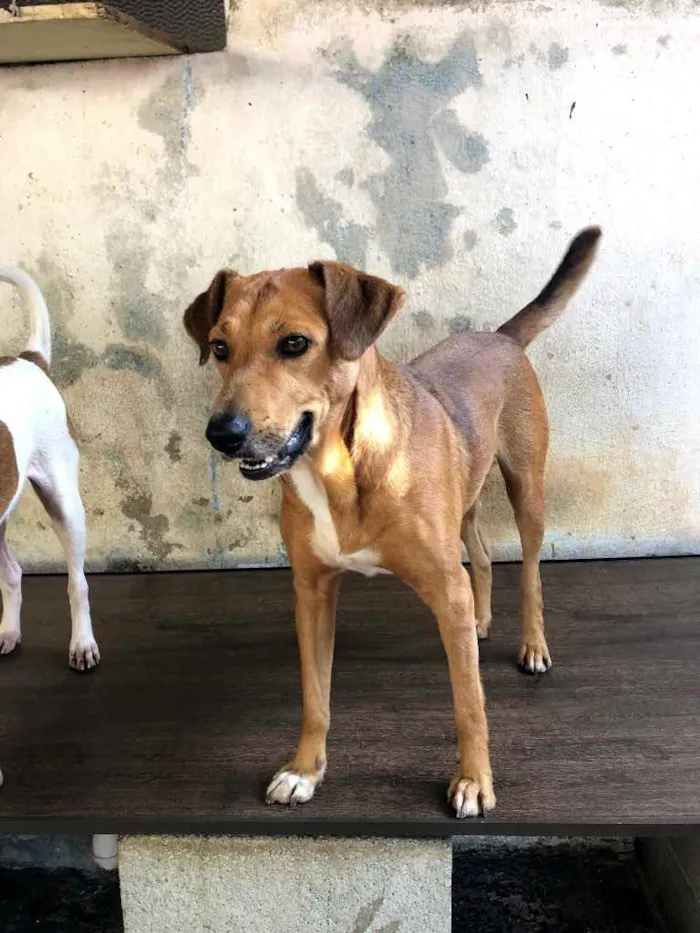 Cachorro ra a SRD idade 1 ano nome Caramelo