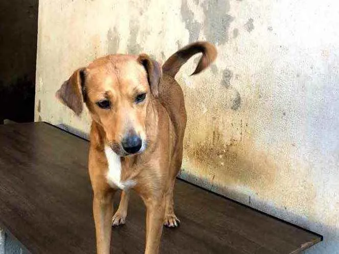 Cachorro ra a SRD idade 1 ano nome Caramelo