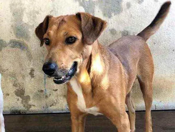 Cachorro ra a SRD idade 1 ano nome Caramelo
