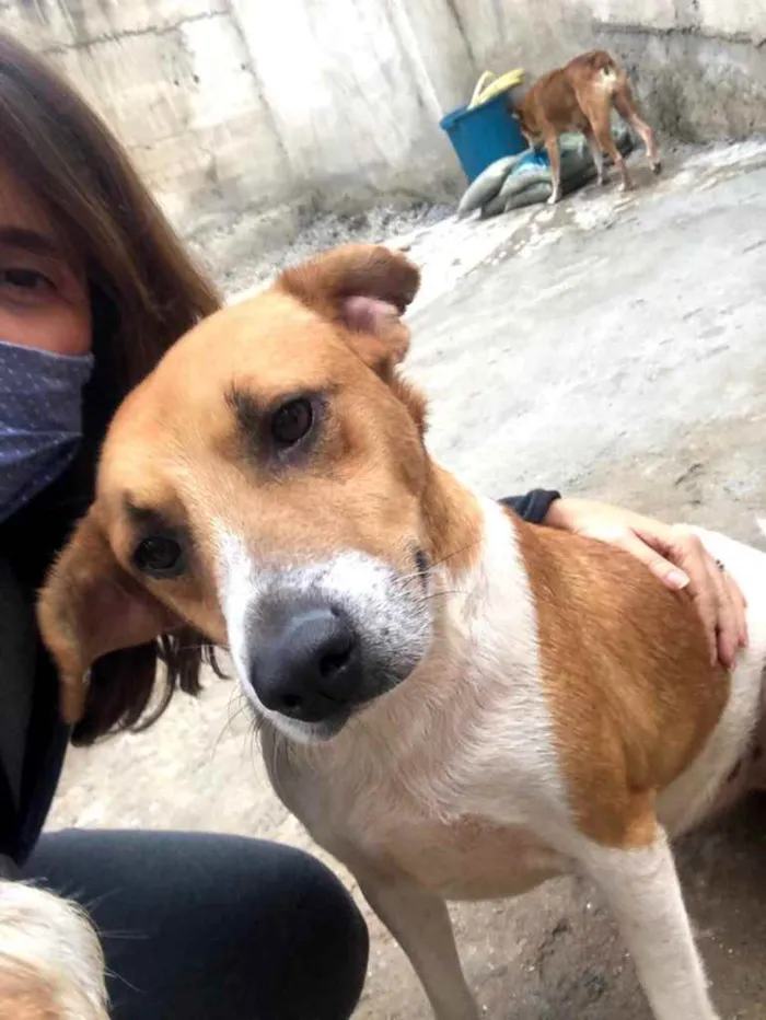 Cachorro ra a Srd idade 3 anos nome Bob