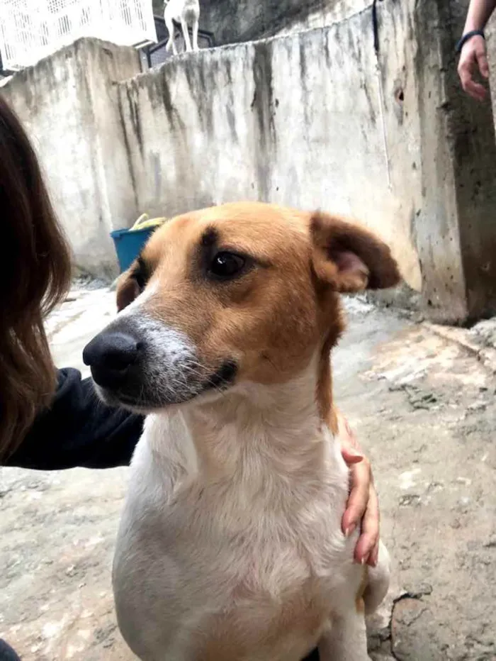 Cachorro ra a Srd idade 3 anos nome Bob