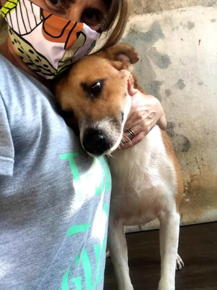 Cachorro ra a Srd idade 3 anos nome Bob