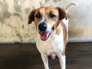 Cachorro raça Srd idade 3 anos nome Bob