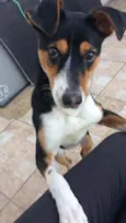 Desconhecido