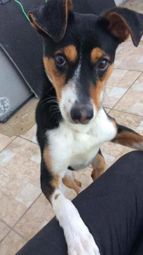 Cachorro ra a Não sei idade  nome Desconhecido