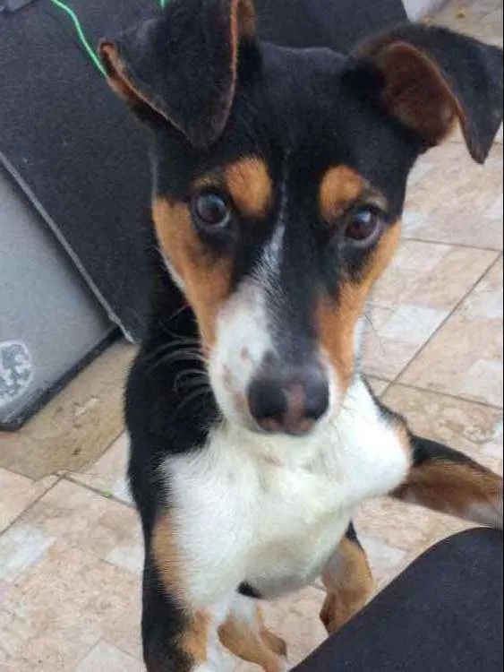 Cachorro ra a Não sei idade  nome Desconhecido