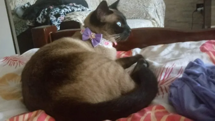 Gato ra a SIAMES OLHOS AZUIS idade 3 anos nome BELINHA