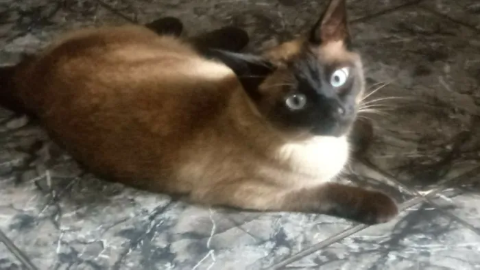 Gato ra a SIAMES OLHOS AZUIS idade 3 anos nome BELINHA