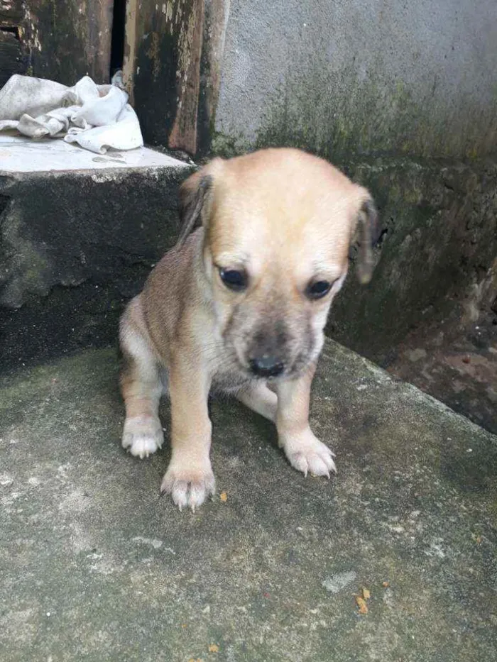 Cachorro raça Vira lata idade 2 a 6 meses nome Lali