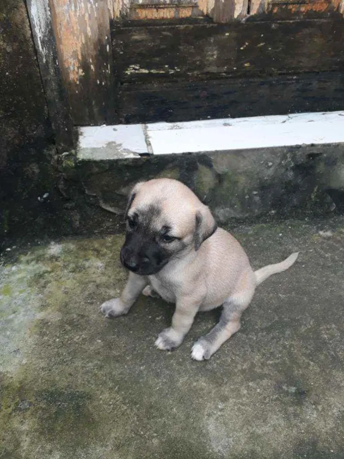Cachorro raça Vira lata idade 2 a 6 meses nome Lali