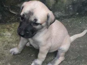 Cachorro raça Vira lata idade 2 a 6 meses nome Lali