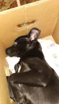 Foqueta