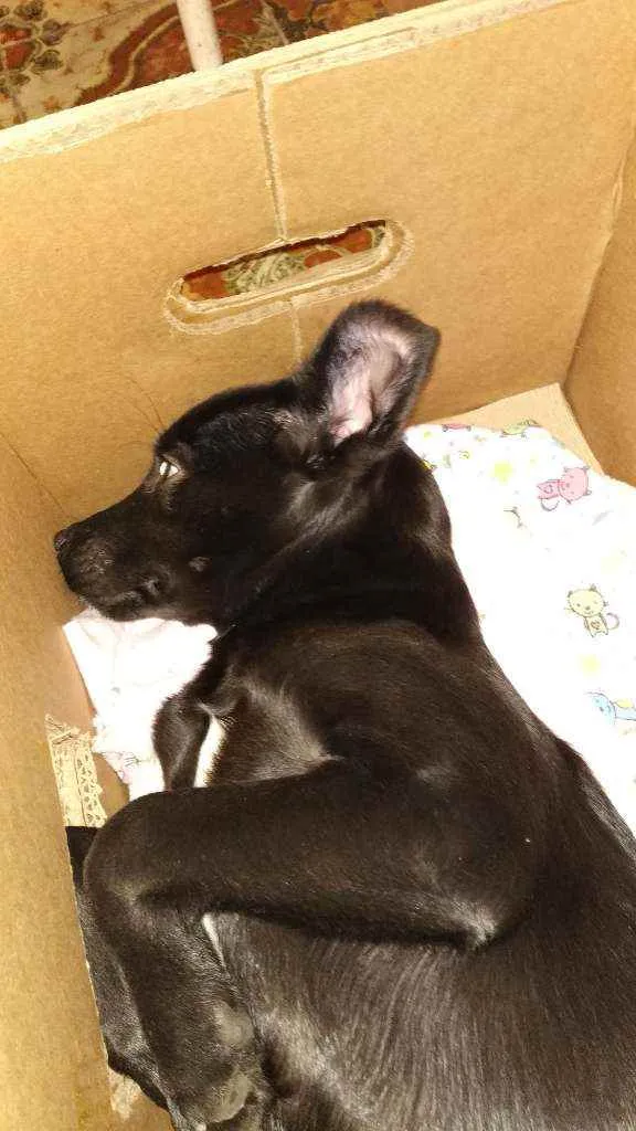 Cachorro ra a Vira latas idade 2 a 6 meses nome Foqueta