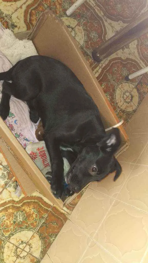 Cachorro ra a Vira latas idade 2 a 6 meses nome Foqueta