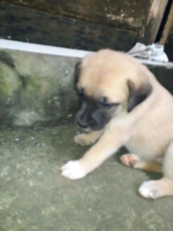 Cachorro raça Vira lata idade 2 a 6 meses nome Poly