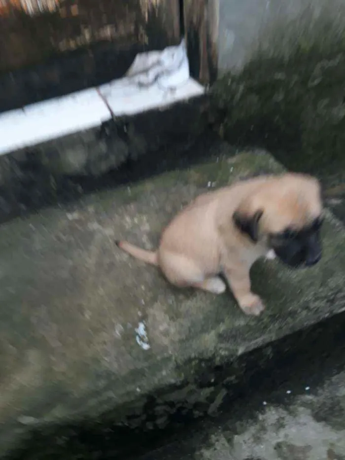 Cachorro raça Vira lata idade 2 a 6 meses nome Poly