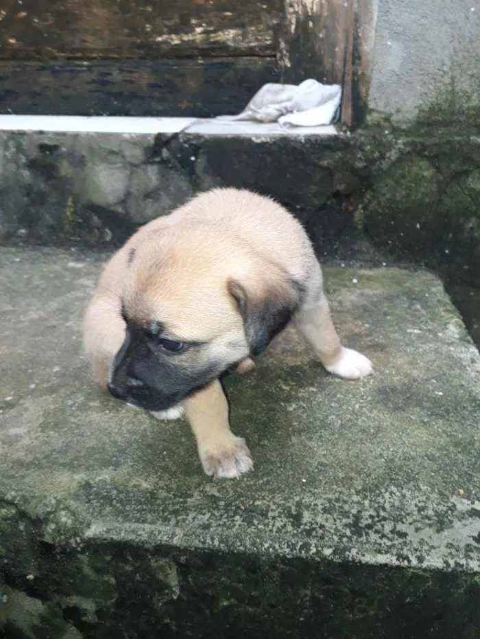 Cachorro raça Vira lata idade 2 a 6 meses nome Poly