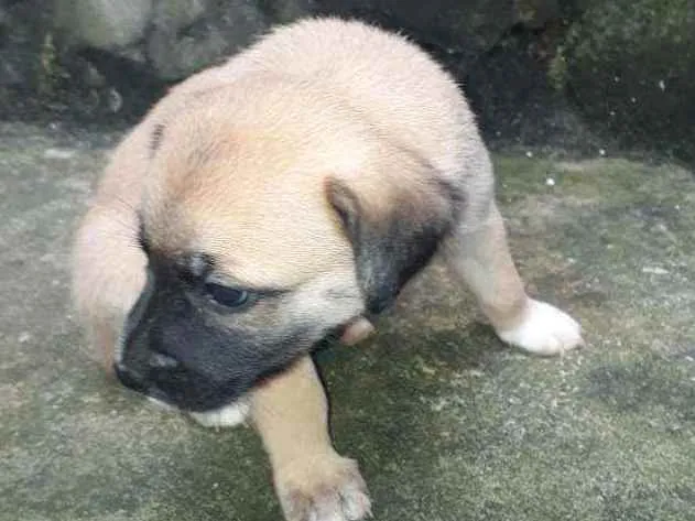 Cachorro raça Vira lata idade 2 a 6 meses nome Poly