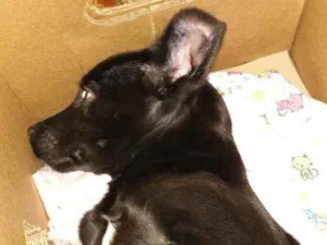 Cachorro raça Vira latas idade 2 a 6 meses nome Foqueta