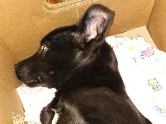 Cachorro ra a Vira latas idade 2 a 6 meses nome Foqueta