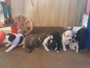 Cachorro raça sem raça  idade Abaixo de 2 meses nome cachorro 