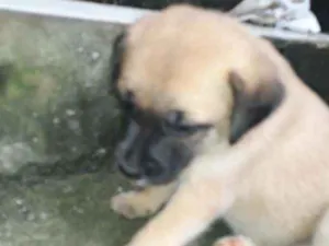 Cachorro raça Vira lata idade 2 a 6 meses nome Poly
