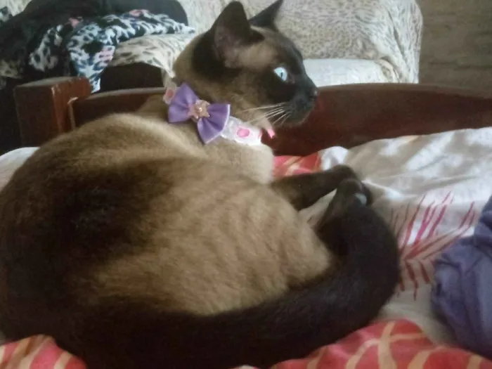 Gato ra a SIAMES OLHOS AZUIS idade 3 anos nome BELINHA